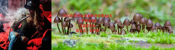 PSILOCYBIN Елизово